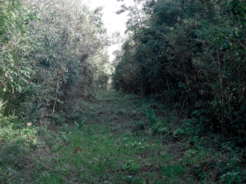 Brecha contra incendios en la Reserva Ecológica El Edén